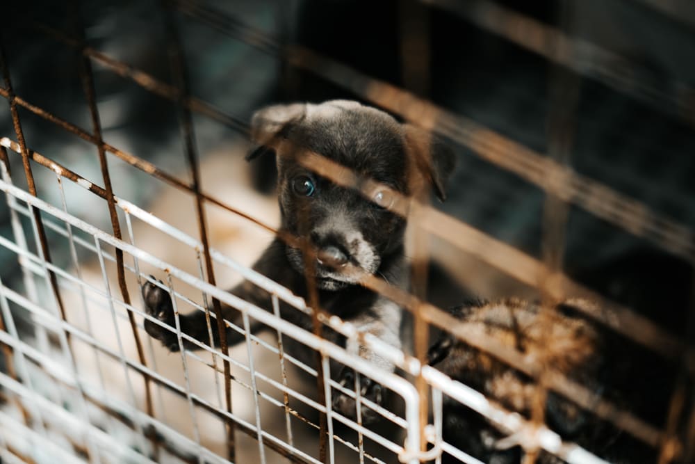 Lonely Shelter Dogs