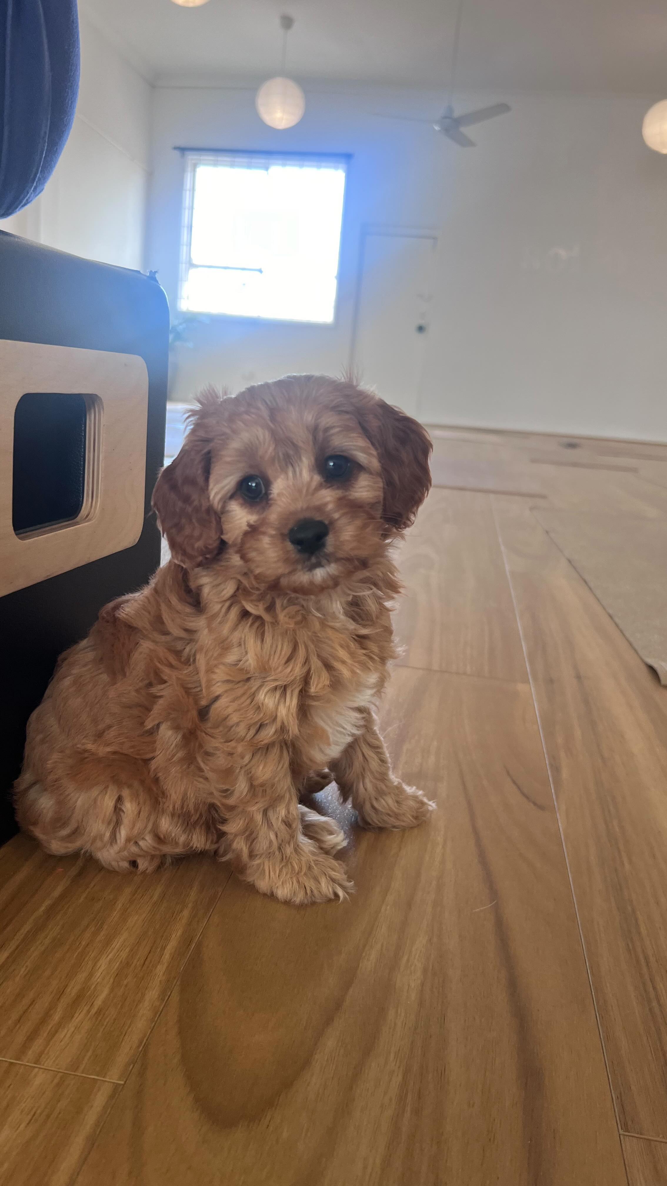 Rescue puppies at a private event