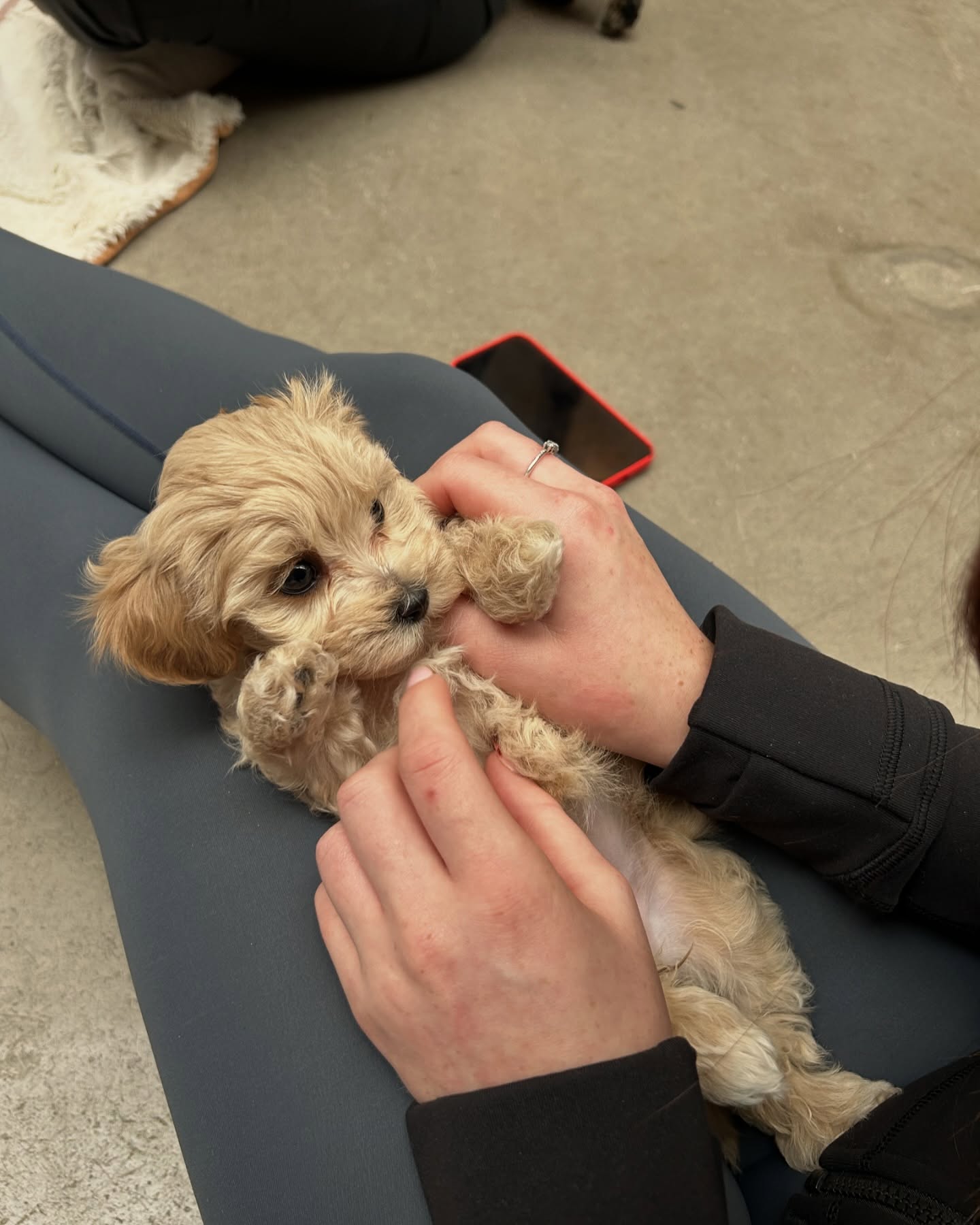 Puppy yoga session