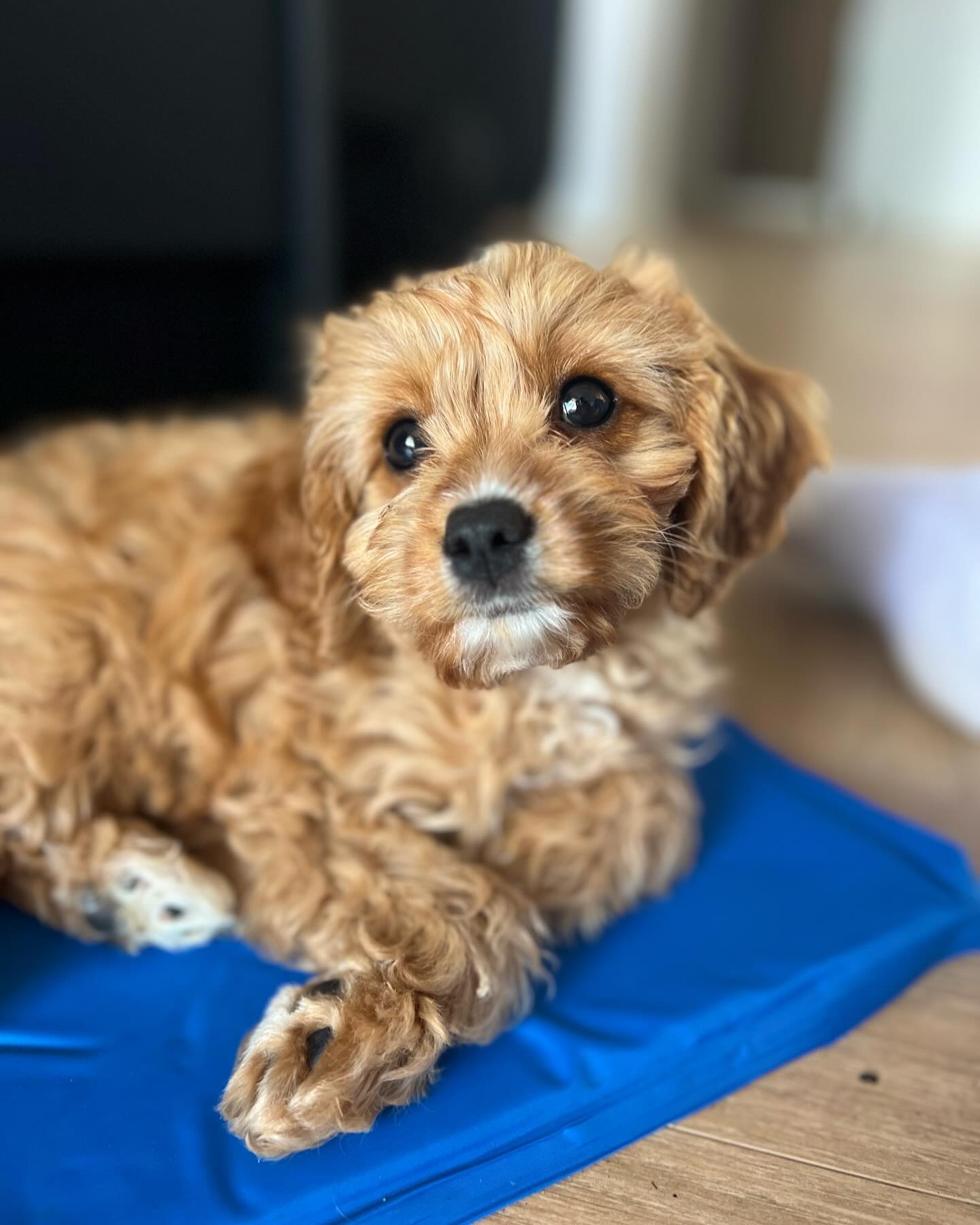 Puppy yoga moment