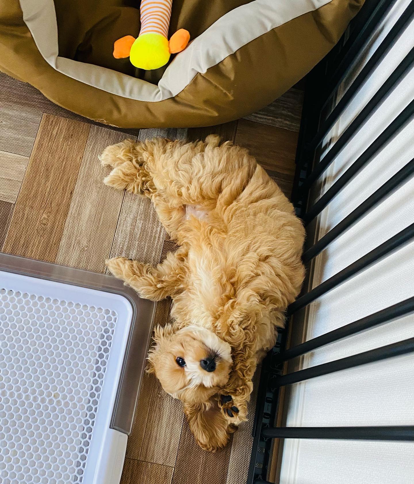 Puppy therapy moment
