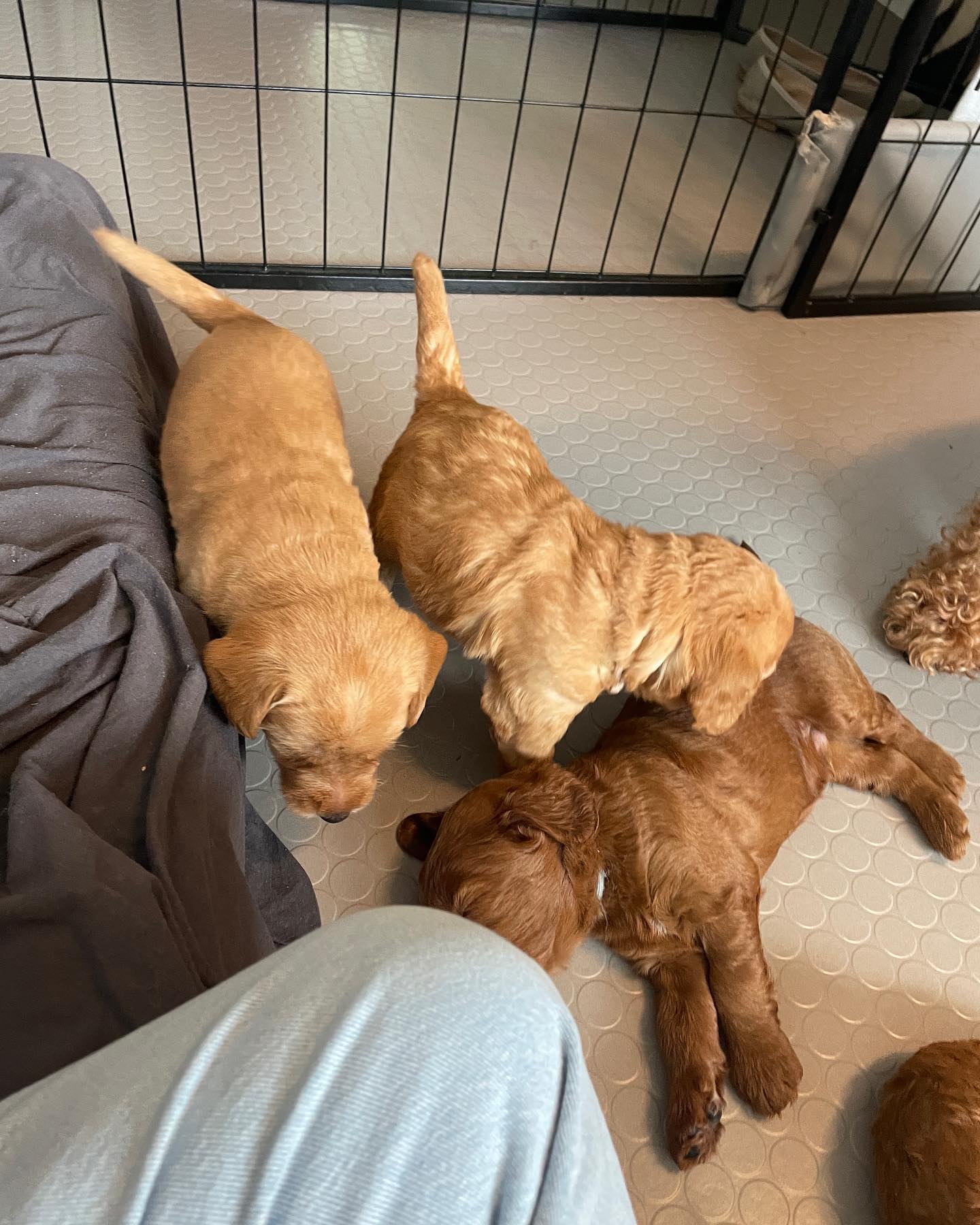 Puppy yoga event with rescue puppies