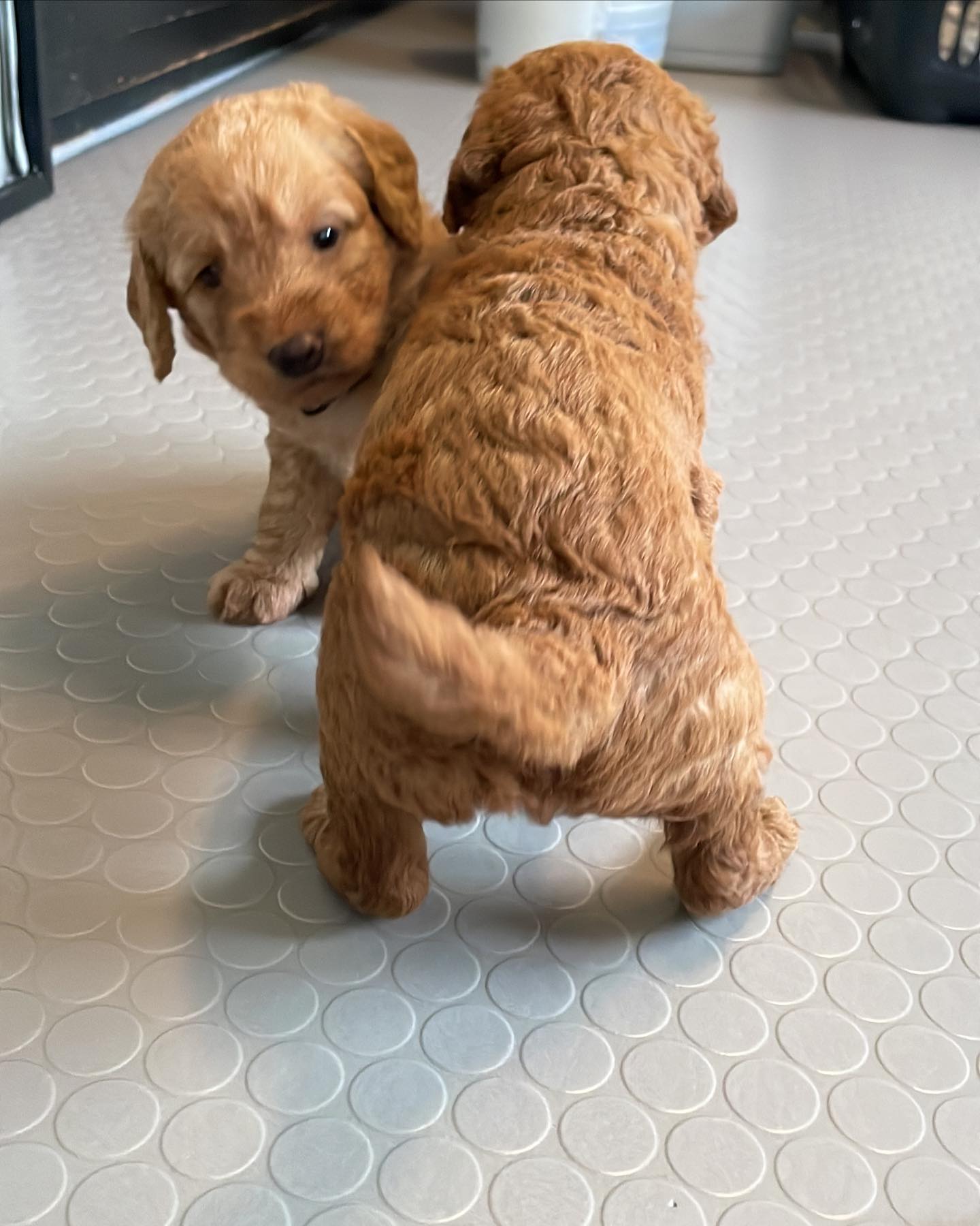 Rescue puppies at a puppy therapy event