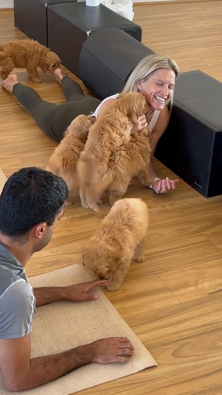 Rescue puppies at a puppy yoga event