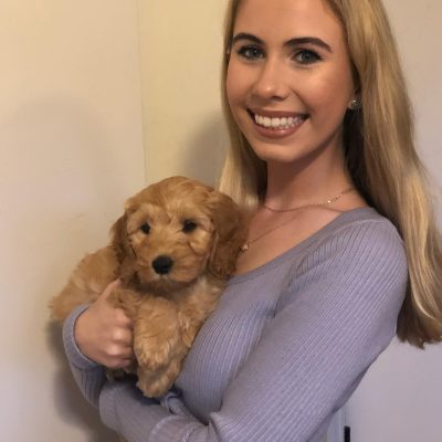 Daisy, recently adopted Poodle Mix