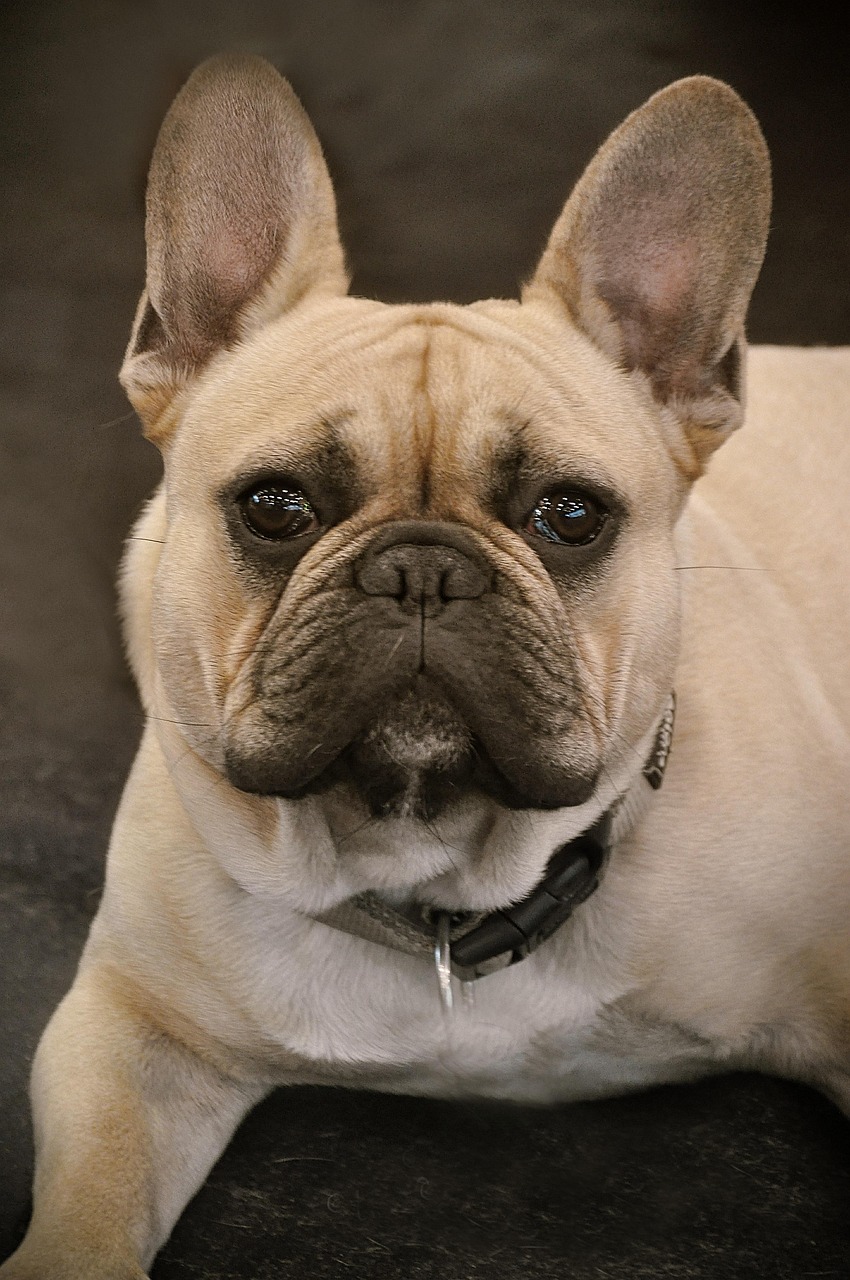 bulldog, french bulldog, dog, close up, small dog, portrait, eye, animal portrait, nature, dog portrait, dog eyes, ear, comrade, domestic animal, animal, dog ear, race, loyalty, wildlife, best friend, friend, snout, friendly, relaxed, four-legged, pet, bark, friendship, dog ears, dog snout