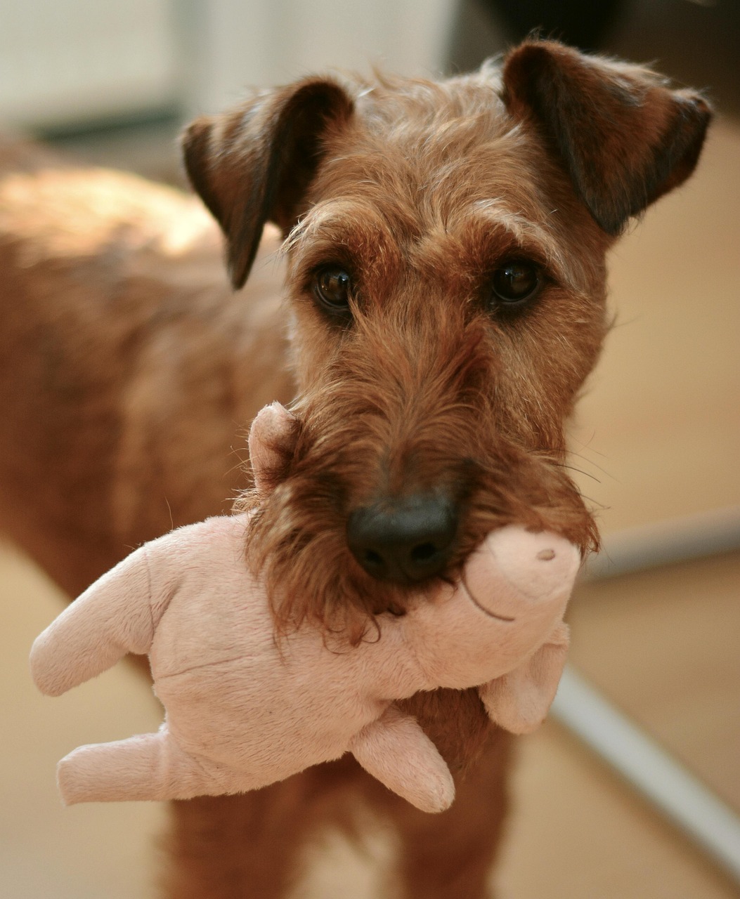 dog, irish terrier, domestic animal, animal portrait, dog eyes, nature, animal, to play, snout, pet, friend, playing dog, fur, dog toy, love, terrier, race, cuddly toy, stuffed animal, pig
