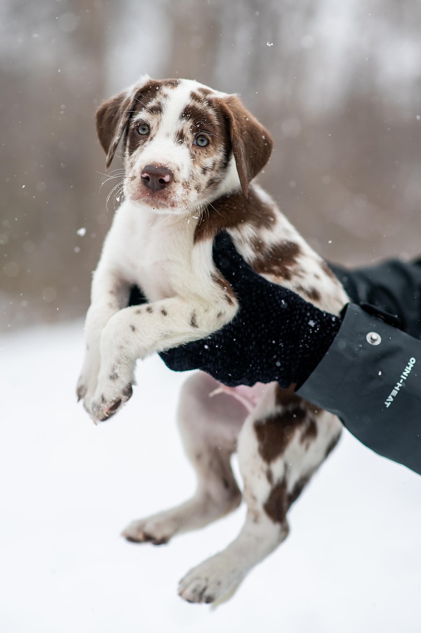 dog, nature, animal, puppy, pet, young, spotted puppy, cute puppy, cute, snow, winter