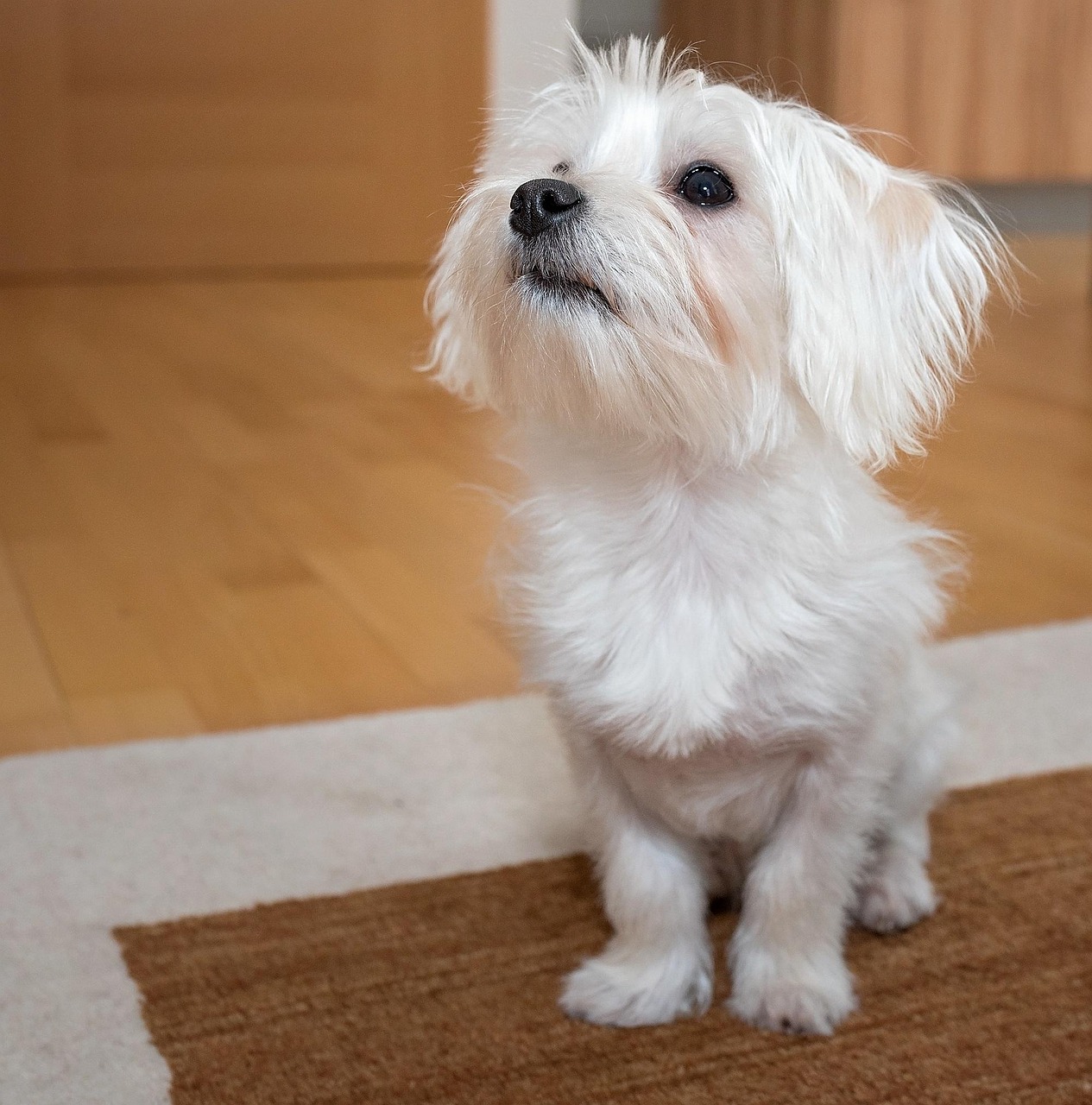 dog, small dog, young dog, maltese, white, cute, small, animal, domestic animal, sitting dog, pet, nature, attentive