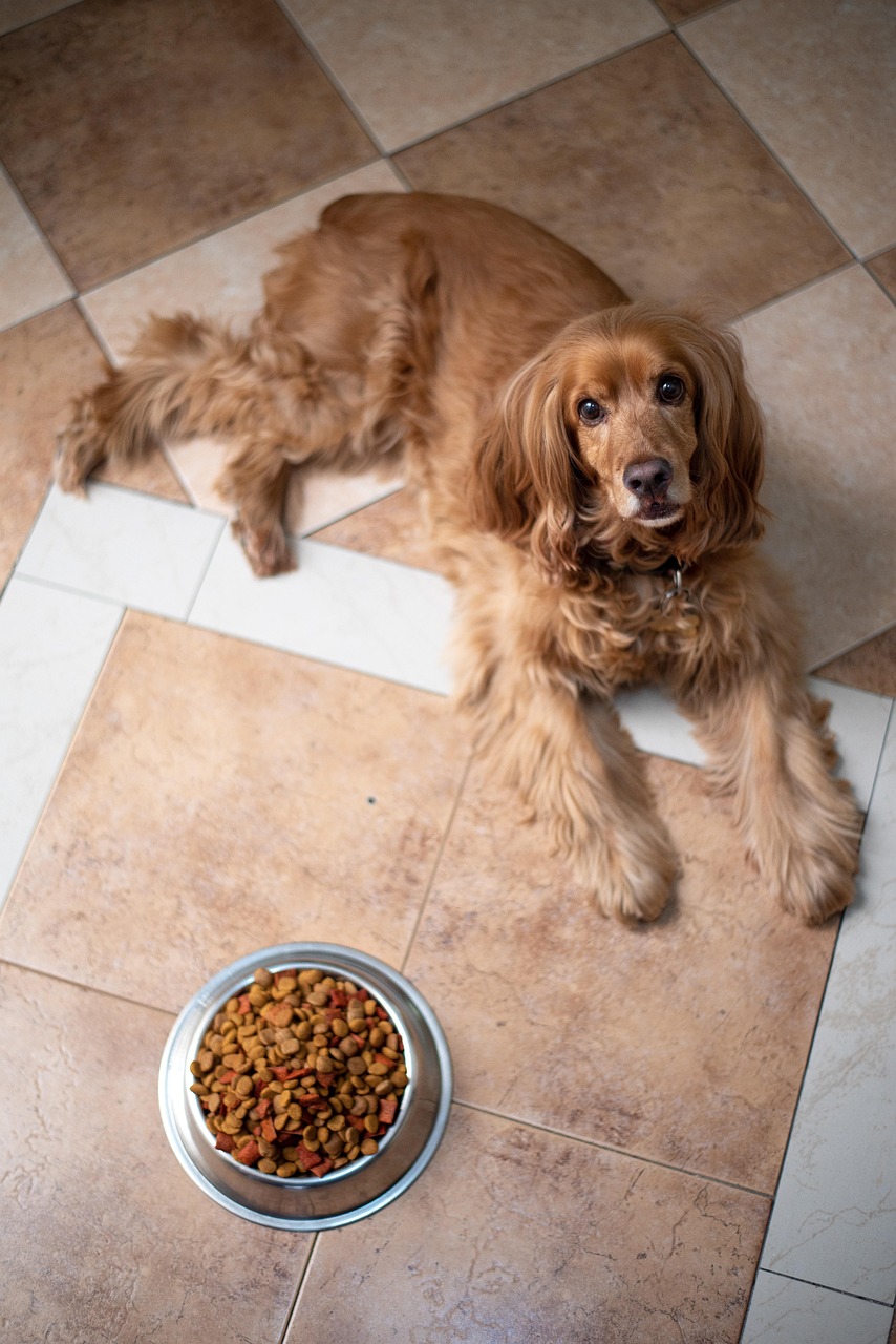 english cocker spaniel, dog, puppy, dog food, pedigree, nature, bowl, pet, pup, young dog, animal, domestic dog, purebred, furry, canine, mammal, friend, cute, adorable, floor, portrait