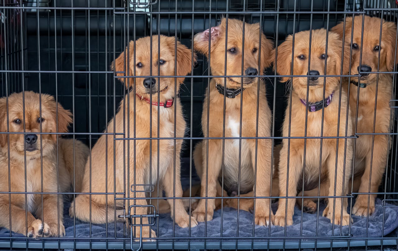 Five cute golden retriever puppies sitting inside a cage, looking playful and curious.