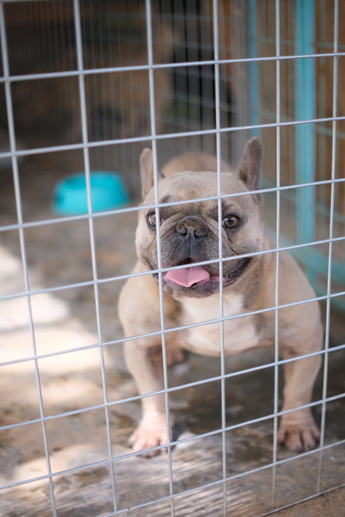 A joyful French Bulldog behind a wire fence in a pet shelter, looking playful and content.