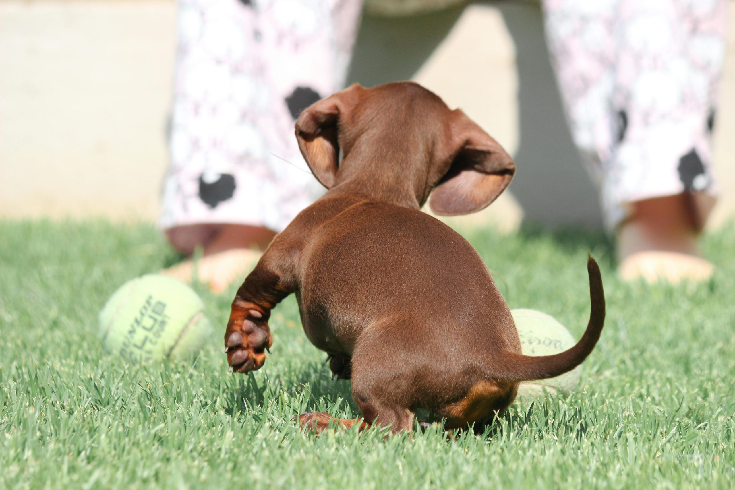 Adorable dachshund puppy playing with tennis balls on a sunny day outdoors, full of energy and charm.