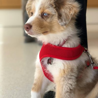 Small Adoption Event Host