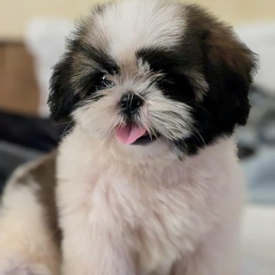 Shih Tzus