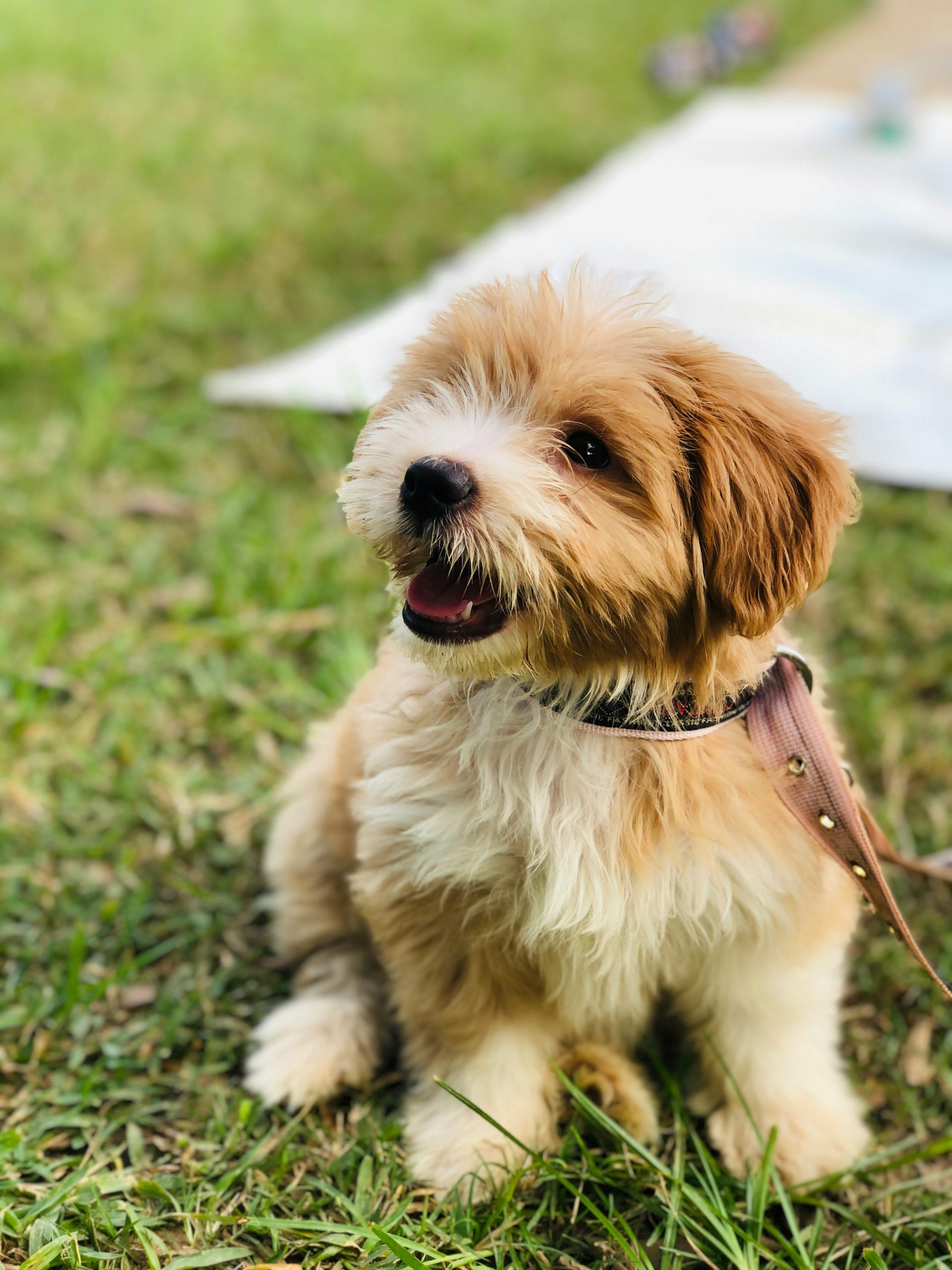 Cute terrier puppy with dog collar sitting on grass in Abuja, Nigeria.