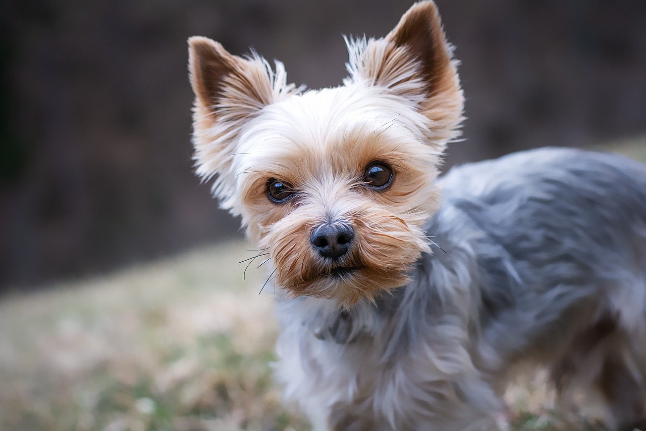 yorkshire terrier, dog, pet, yorkie, small dog, animal, domestic dog, purebred dog, canine, mammal, nature, cute, closeup, animal portrait