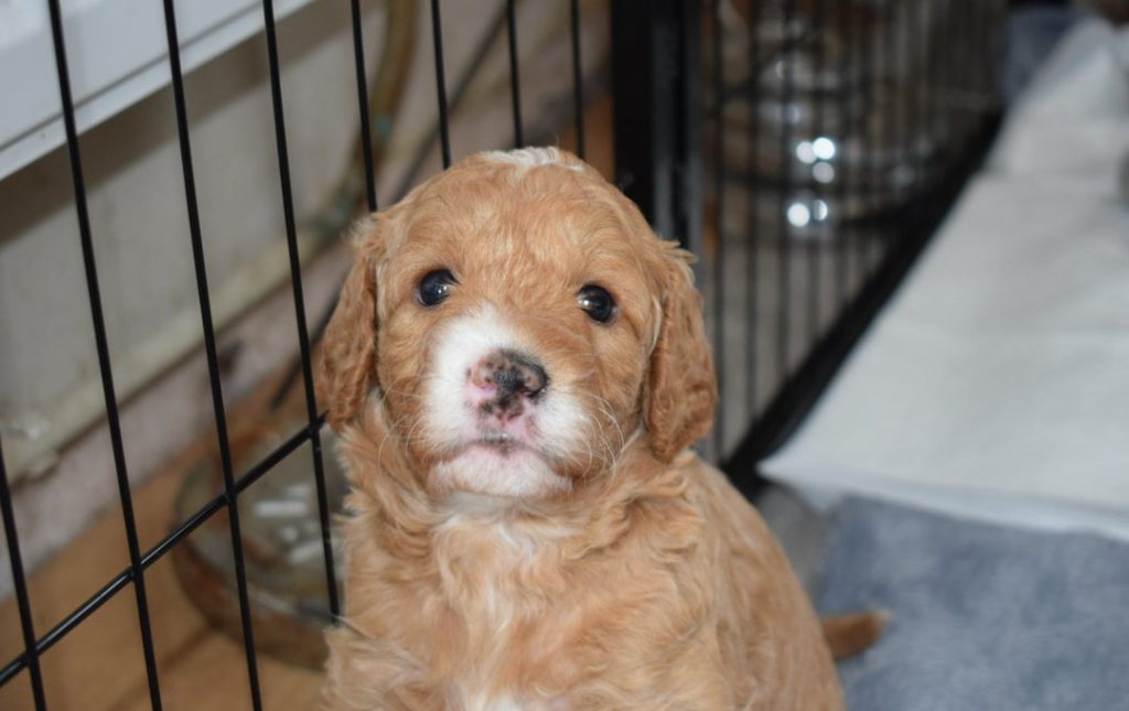 Duke, recently adopted Golden Mix