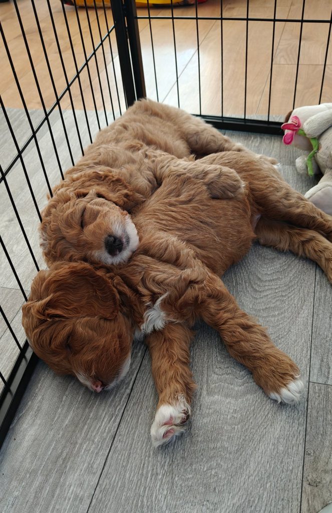 Red doodle puppies at 7 weeks in whelping area